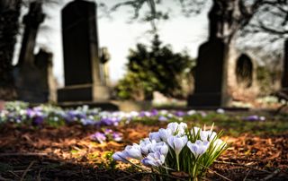 fleurs poussant dans un cimetière