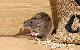 rat qui grignote des céréales