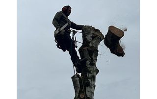 démontage arbre en hauteur