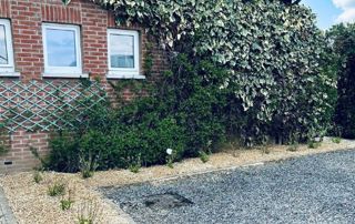 lierre sur une maison en briques