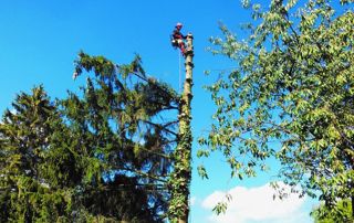 élagueur grimpeur en haut d'un arbre