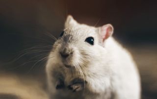 petite souris grise