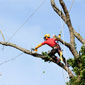 Professionnel élague un arbre