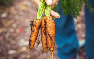 carottes