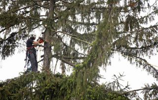 élagueur grimpeur en haut d'un arbre