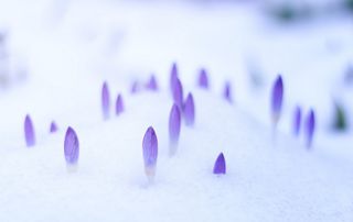 fleurs neige