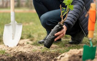 Plantation d'un arbuste