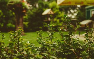 jardin entretien printemps