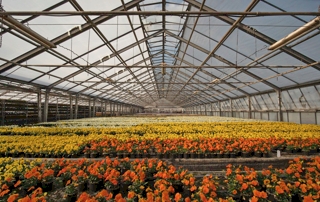 grande pépinière avec de nombreuses fleurs oranges et jaunes