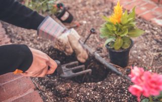 plantes jardinage