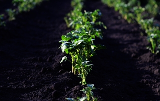 potager-hiver potager-hiver